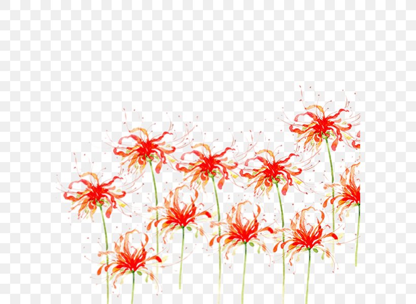 Flower Download Red Spider Lily, PNG, 600x600px, Flower, Branch, Flora, Floral Design, Floristry Download Free