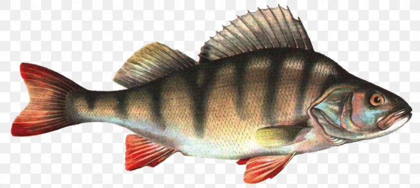 Seafood Common Carp Carassius Fish As Food, PNG, 1361x611px, Common Carp, Angling, Bony Fish, Camera, Carassius Download Free