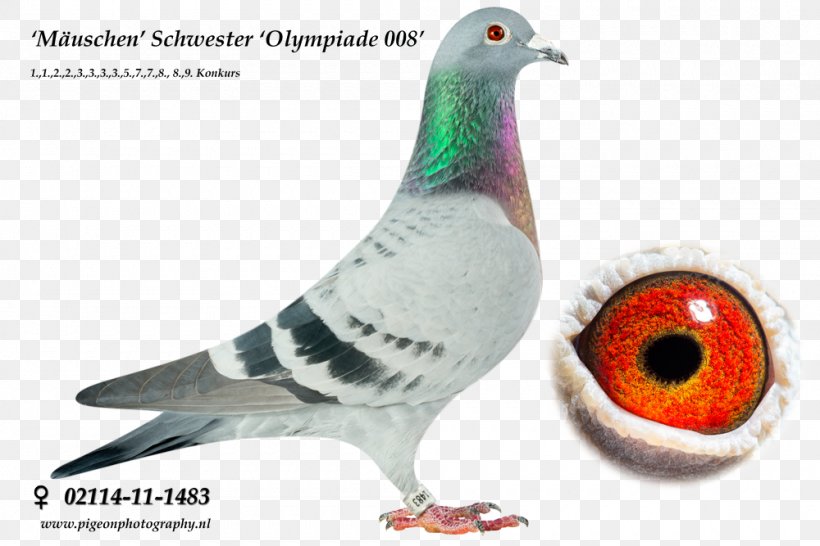 Racing Homer Columbidae Homing Pigeon Pigeon Racing Breed, PNG, 1000x667px, Racing Homer, Animal, Beak, Bird, Blauwe Weg Download Free