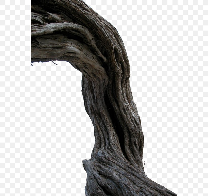 Trunk Tree Root, PNG, 578x770px, Trunk, Branch, Computer Software, Photography, Rendering Download Free