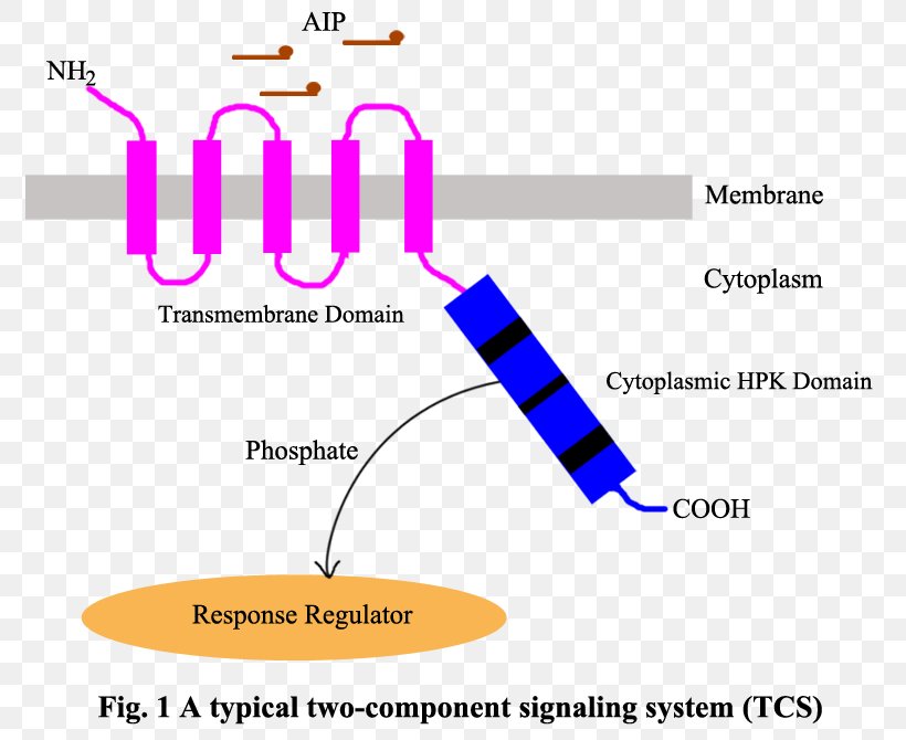 Two-component Regulatory System Two-component Signal Transduction Staphylococcus Aureus Histidine Kinase Bacteria, PNG, 800x670px, Staphylococcus Aureus, Area, Bacteria, Cell Signaling, Diagram Download Free