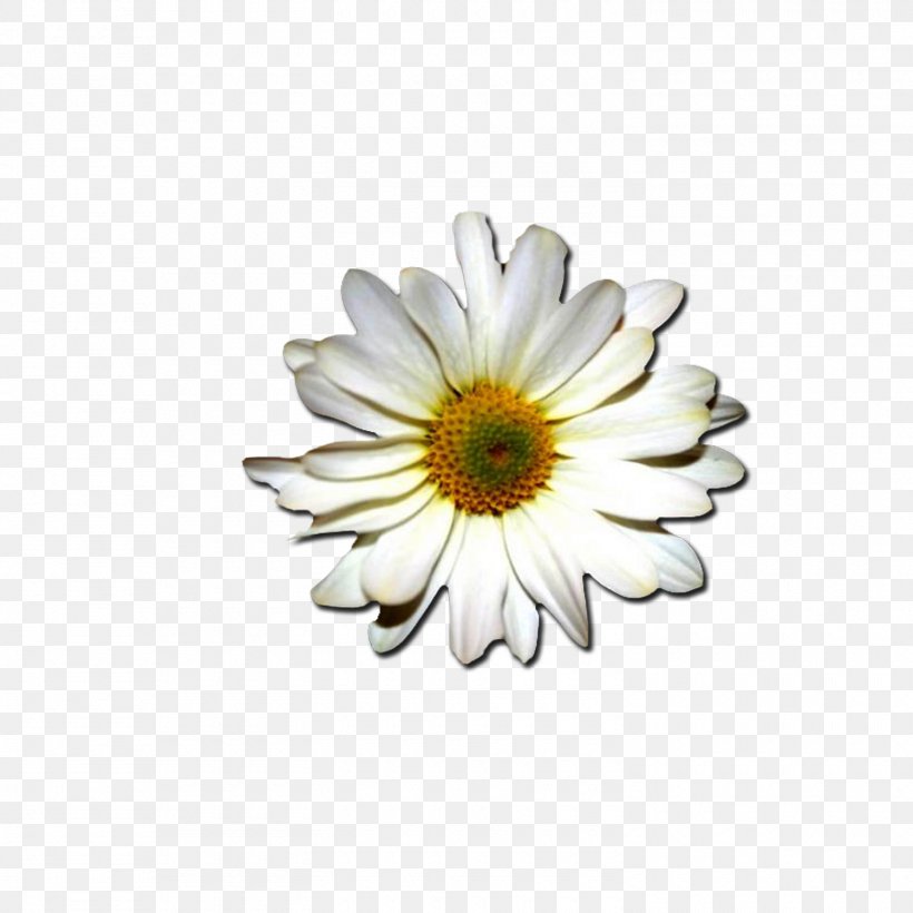 Common Daisy Margarita Flower, PNG, 1500x1500px, Common Daisy, Chrysanths, Daisy, Daisy Family, Flower Download Free