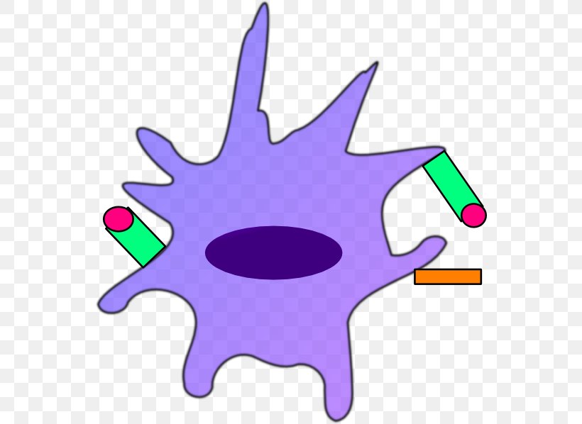 Dendritic Cell Dendrite Drawing Immune System Clip Art, PNG, 552x598px, Dendritic Cell, Area, Artwork, Cartoon, Cell Download Free