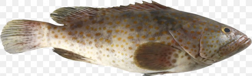 Fish Blacktip Grouper White Grouper Greasy Grouper Stock Photography, PNG, 1155x351px, Fish, Banded Grouper, Black Grouper, Catfish, Cod Download Free