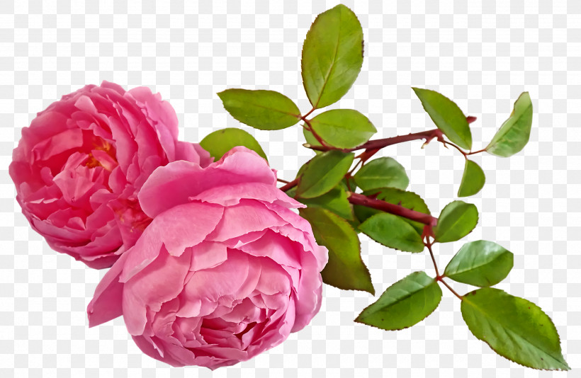 Garden Roses, PNG, 2560x1670px, Garden Roses, Cabbage Rose, Cut Flowers, Floribunda, Flower Download Free