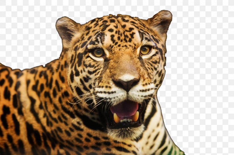 Jaguar Cars Leopard Stock Photography Royalty-free, PNG, 1000x667px, Jaguar, Adult, Big Cats, Carnivoran, Cat Like Mammal Download Free