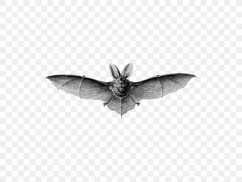 Art Forms In Nature Microbat T-shirt Recapitulation Theory Drawing, PNG, 618x618px, Art Forms In Nature, Artist, Bat, Biology, Black And White Download Free