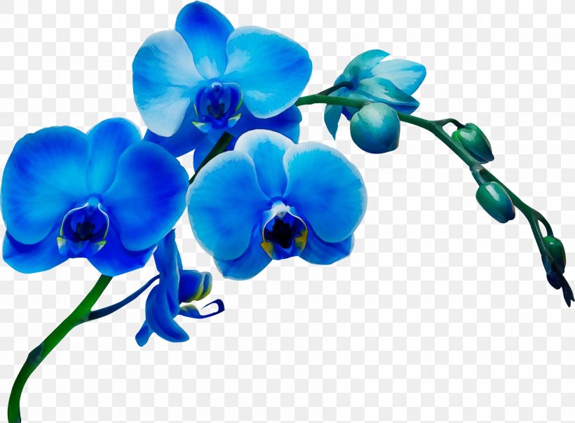 Blue Flower Moth Orchid Plant Petal, PNG, 1800x1324px, Watercolor, Blue, Branch, Flower, Flowering Plant Download Free
