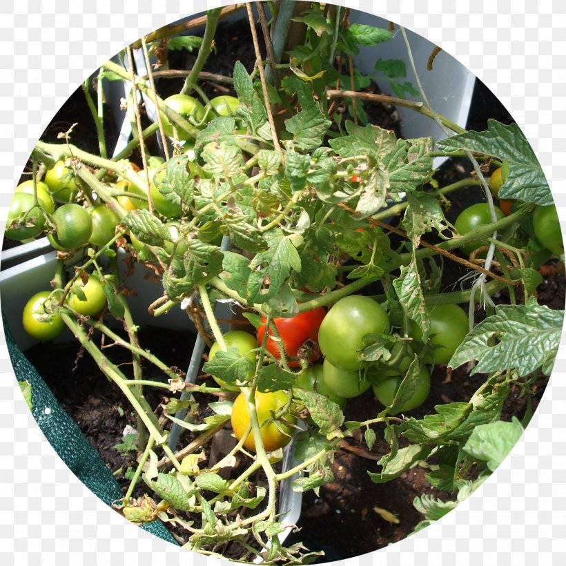 Bush Tomato Green Waste Compost Food, PNG, 1338x1338px, Tomato, Asthma Spacer, Biodegradation, Bush Tomato, Compost Download Free