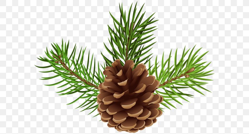 Conifer Cone Clip Art Image Royalty-free, PNG, 600x442px, Conifer Cone, Christmas Ornament, Cone, Conifer, Drawing Download Free