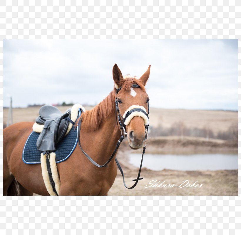 Halter Saddle Sheepskin Horse Harnesses Bridle, PNG, 800x800px, Halter, Bit, Bridle, Centimeter, Hide Download Free