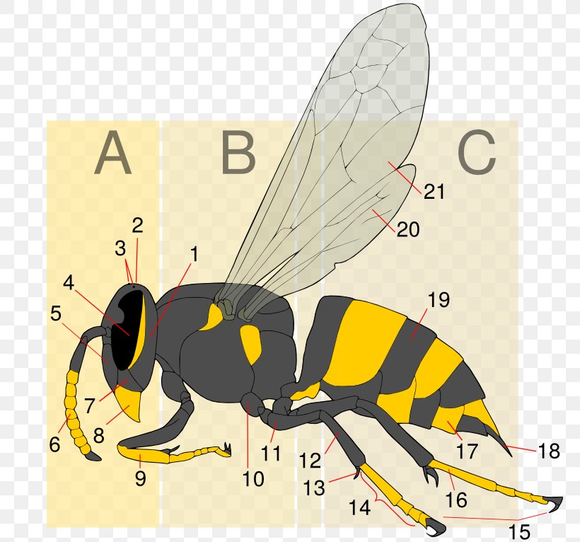 Hornet Bee Insect Wasp Yellowjacket, PNG, 800x766px, Hornet, Apocrita, Arthropod, Baldfaced Hornet, Bee Download Free
