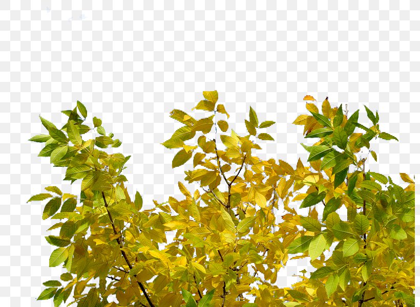 Leaf Branching, PNG, 800x600px, Leaf, Branch, Branching, Plant, Tree Download Free