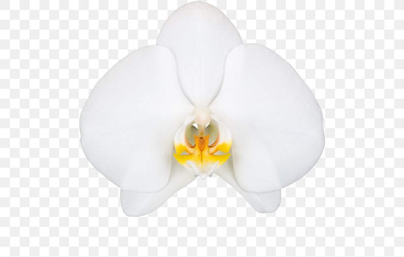Moth Orchids Petal, PNG, 581x521px, Moth Orchids, Flower, Flowering Plant, Moth Orchid, Orchids Download Free