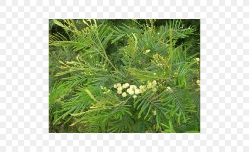 English Yew Acacia Mearnsii Wattles Acacia Decurrens Evergreen, PNG, 500x500px, English Yew, Acacia Melanoxylon, Biome, Branch, Conifer Download Free