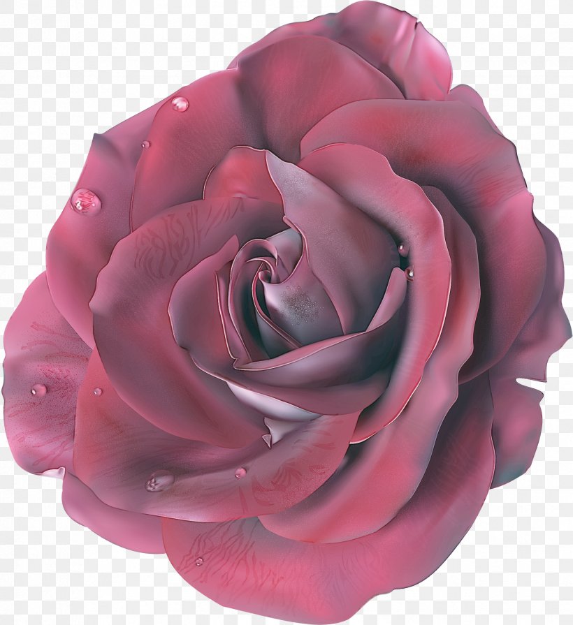 Garden Roses, PNG, 1752x1914px, Rose, Floribunda, Flower, Garden Roses, Hybrid Tea Rose Download Free