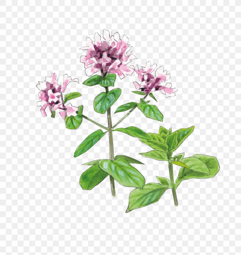Oregano Herb Pianta Aromatica Common Sage Plant, PNG, 1132x1200px, Oregano, Common Sage, Drawing, Flower, Flowering Plant Download Free