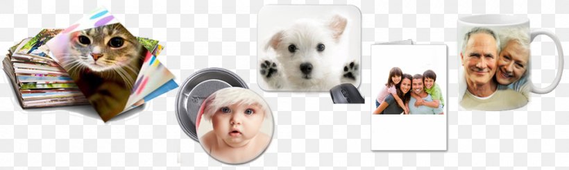 West Highland White Terrier Puppy Product Design Shoe, PNG, 1000x300px, West Highland White Terrier, Body Jewellery, Body Jewelry, Brand, Communication Download Free