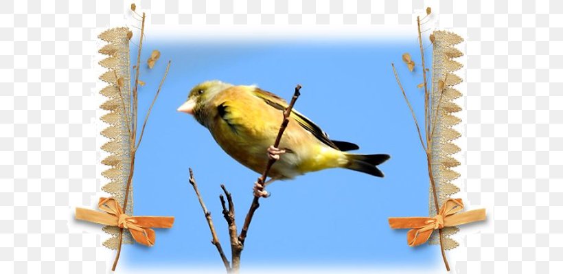 Beak Finches Fauna Feather, PNG, 640x399px, Beak, Bird, Branch, Fauna, Feather Download Free