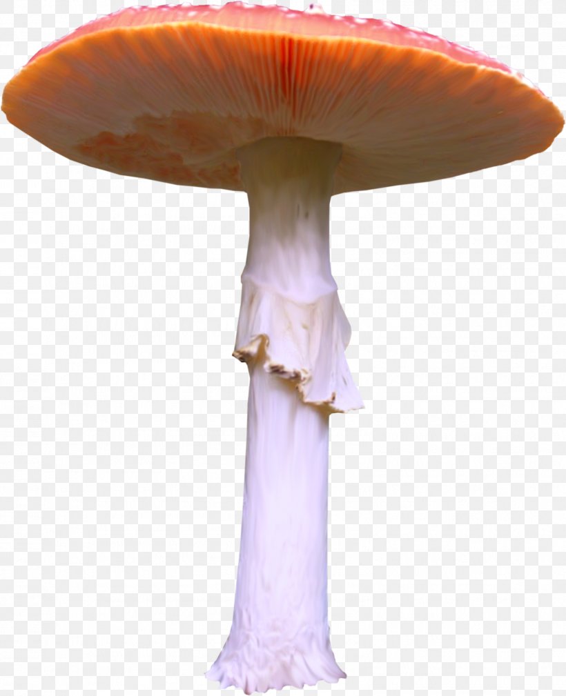 Common Mushroom Straw Mushroom Clip Art, PNG, 1582x1947px, Common Mushroom, Agaricus, Mushroom, Straw Mushroom, Table Download Free