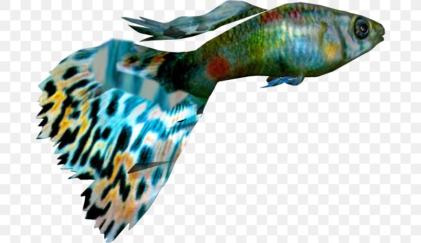Ornamental Fish Guppy Clip Art, PNG, 681x475px, Fish, Adobe Fireworks, Aquarium, Beak, Coral Reef Fish Download Free
