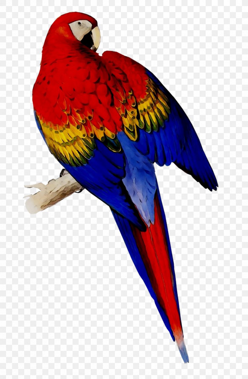 Scarlet Macaw Bird Blue-and-yellow Macaw Parakeet, PNG, 1190x1819px, Macaw, Beak, Bird, Blueandyellow Macaw, Budgie Download Free