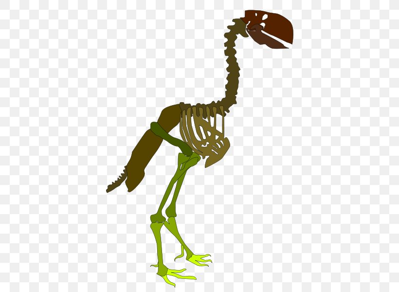 Skeleton Velociraptor La Tostadora T-shirt Rib, PNG, 424x600px, Skeleton, Amphibian, Animal, Animal Figure, Beak Download Free
