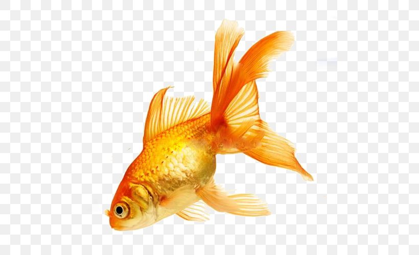 World Goldfish Colours In French Colours In Polish Colours In Welsh, PNG, 500x500px, World, Bony Fish, Color, Feeder Fish, Fin Download Free