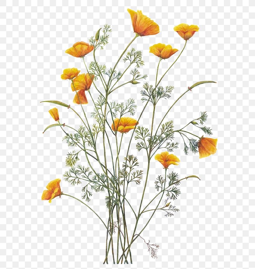 California Poppy Botanical Illustration Botany, PNG, 624x864px, California, Annual Plant, Art, Botanical Illustration, Botanical Illustrator Download Free