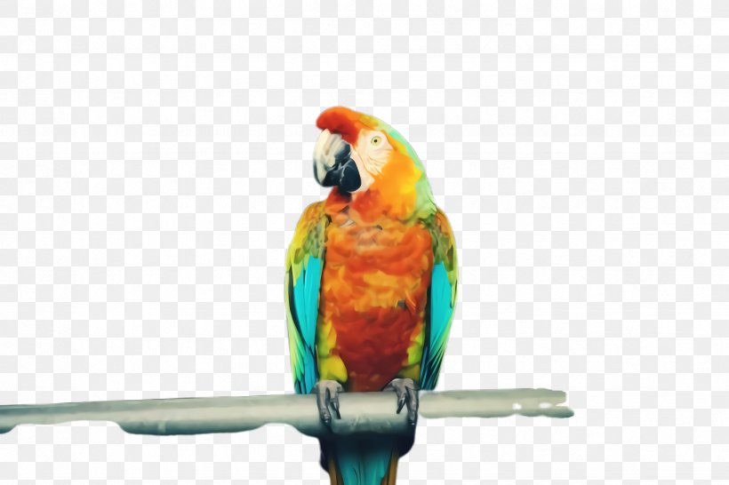 Colorful Background, PNG, 2448x1632px, Parrot, Beak, Bird, Bird Supply, Budgie Download Free