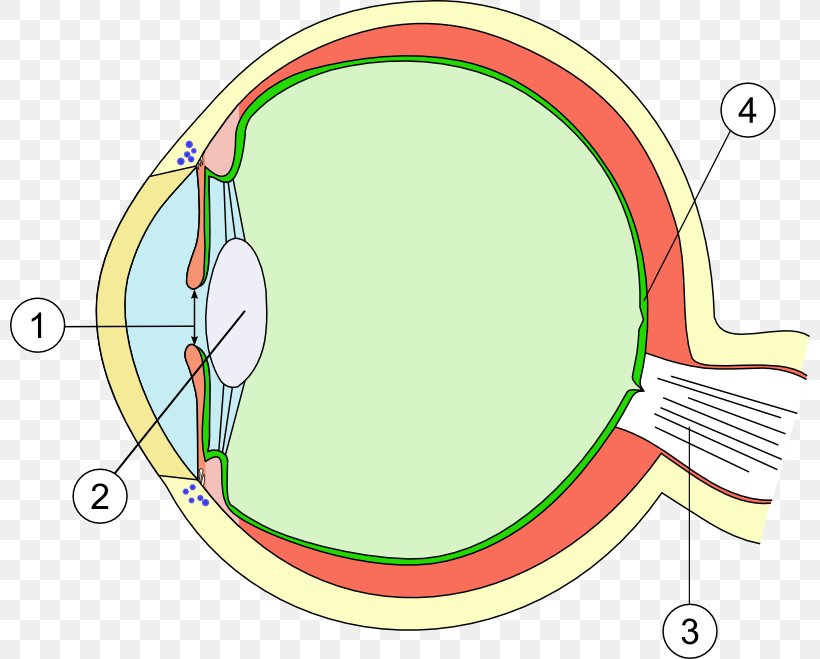 Eye Macular Degeneration Lens Cornea Retina, PNG, 800x659px, Watercolor, Cartoon, Flower, Frame, Heart Download Free