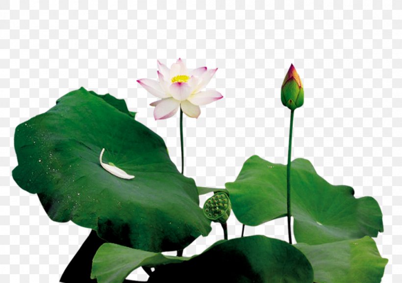 Lotus Pond Leaf Bud, PNG, 1000x705px, Lotus Pond, Annual Plant, Aquatic Plant, Blog, Bud Download Free
