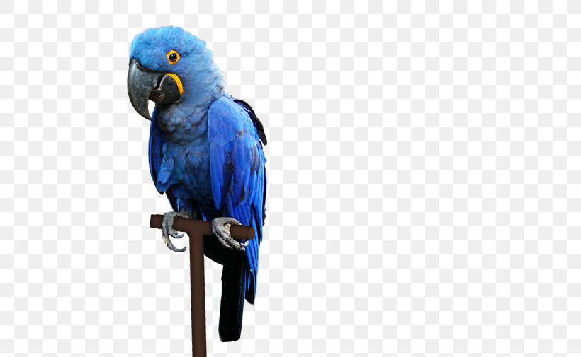 Macaw Pantanal Bird Parakeet, PNG, 535x505px, Macaw, Animal, Beak, Bird, Cat Download Free
