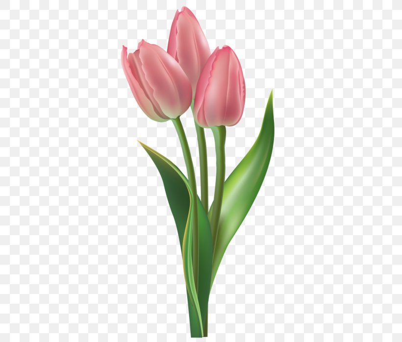 Tulip Clip Art, PNG, 381x698px, Tulip, Bud, Cut Flowers, Floral Design, Flower Download Free