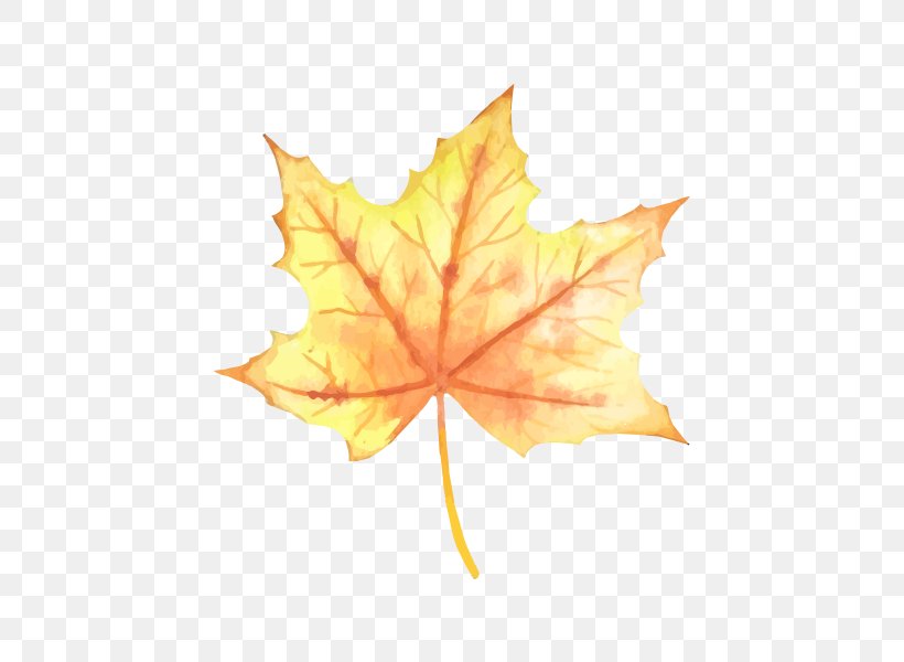 Vector Graphics Watercolor Painting Image Leaf Drawing, PNG, 600x600px, Watercolor Painting, Drawing, Leaf, Maple, Maple Leaf Download Free