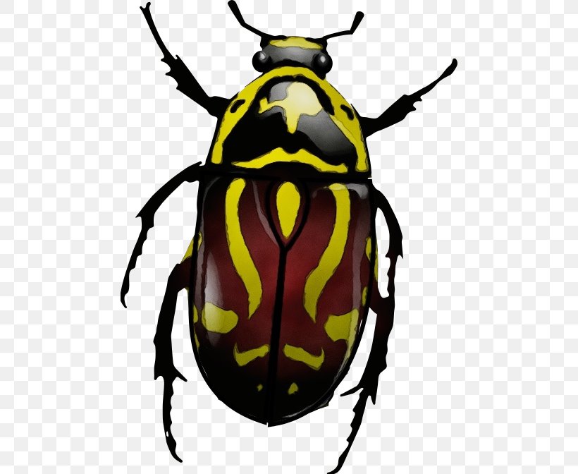 Insect Beetle Cetoniidae Scarabs Leaf Beetle, PNG, 478x672px, Watercolor, Beetle, Blister Beetles, Cetoniidae, Harlequin Cabbage Bug Download Free