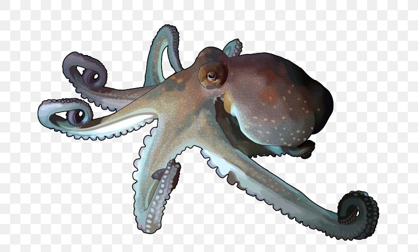Octopus Cephalopod Squid Terrestrial Animal, PNG, 700x495px, Octopus, Animal, Cephalopod, Common Octopus, Drawing Download Free