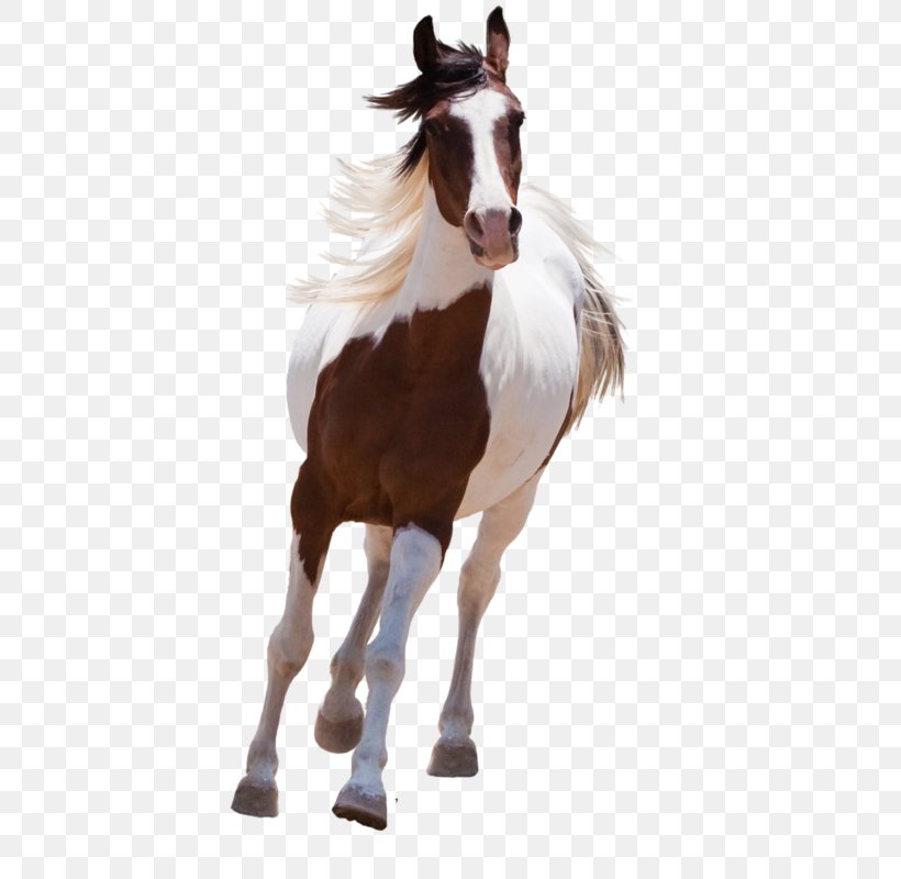 American Paint Horse Mustang Arabian Horse Stallion, PNG, 401x800px, American Paint Horse, Arabian Horse, Bridle, Colt, Equestrian Download Free