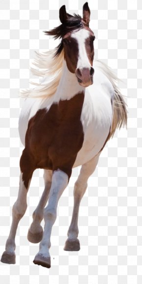 Mustang - American Paint Horse Mustang Arabian Horse Stallion PNG