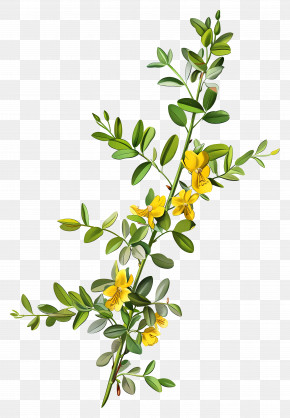 Cytisus Wolgaricus Flower - Yellow Flowers On A Branch PNG