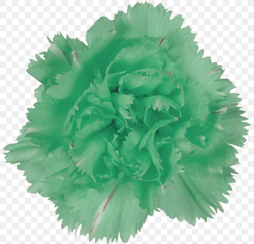 Green Cut Flowers Petal Yellow, PNG, 800x789px, Green, Chartreuse, Color, Confetti, Cut Flowers Download Free