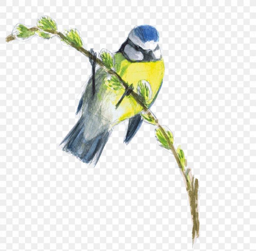 Macaw Pet Beak Parakeet, PNG, 1222x1200px, Macaw, Beak, Bird, Chickadee, Coraciiformes Download Free