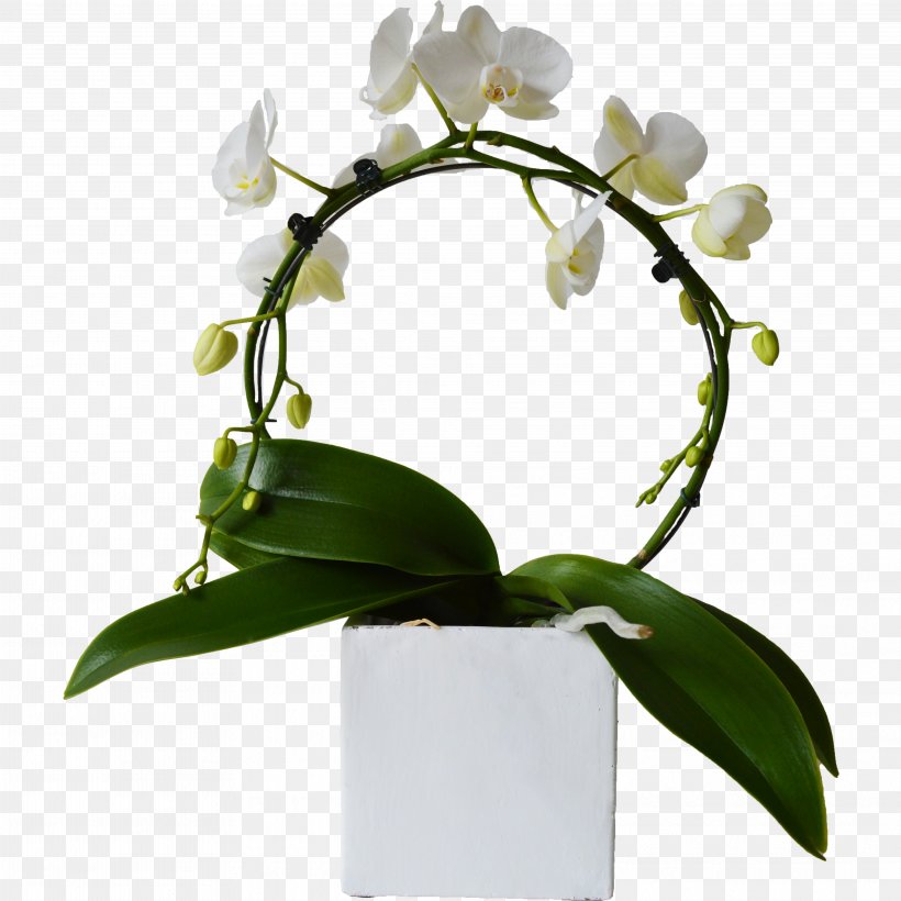 Moth Orchids Cut Flowers Plant Stem Branch, PNG, 3946x3946px, Moth Orchids, Artificial Flower, Bloemenatelier Verde, Branch, Cut Flowers Download Free