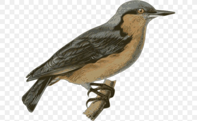 Bird Parrot Eurasian Nuthatch Clip Art, PNG, 640x505px, Bird, Beak, Drawing, Eurasian Nuthatch, Fauna Download Free
