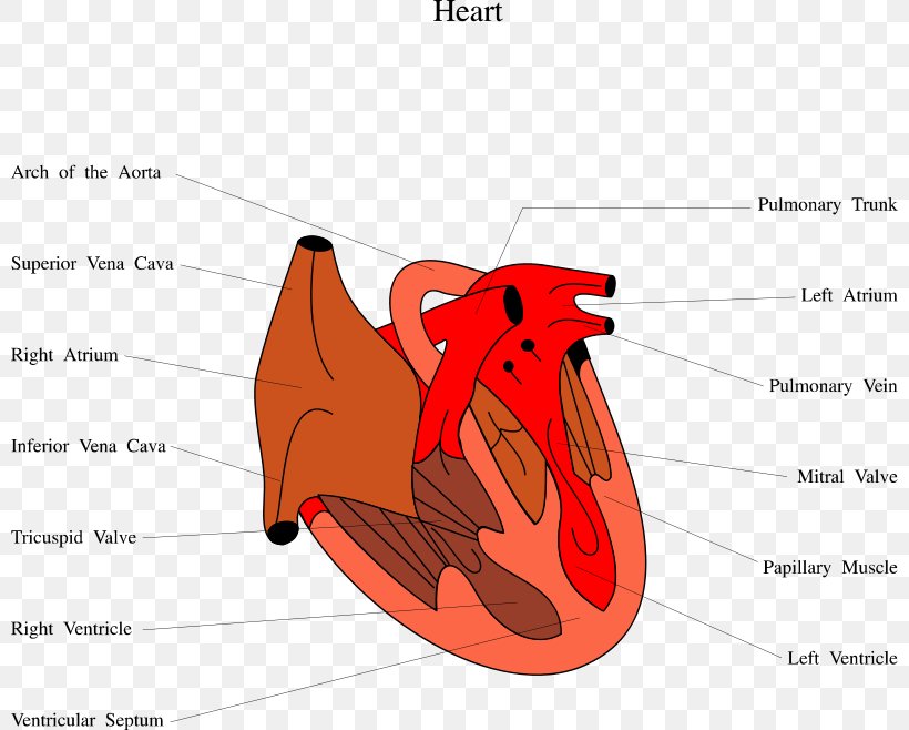 Diastolic Heart Failure Cardiology Diastole Ventricle, PNG, 800x658px, Watercolor, Cartoon, Flower, Frame, Heart Download Free