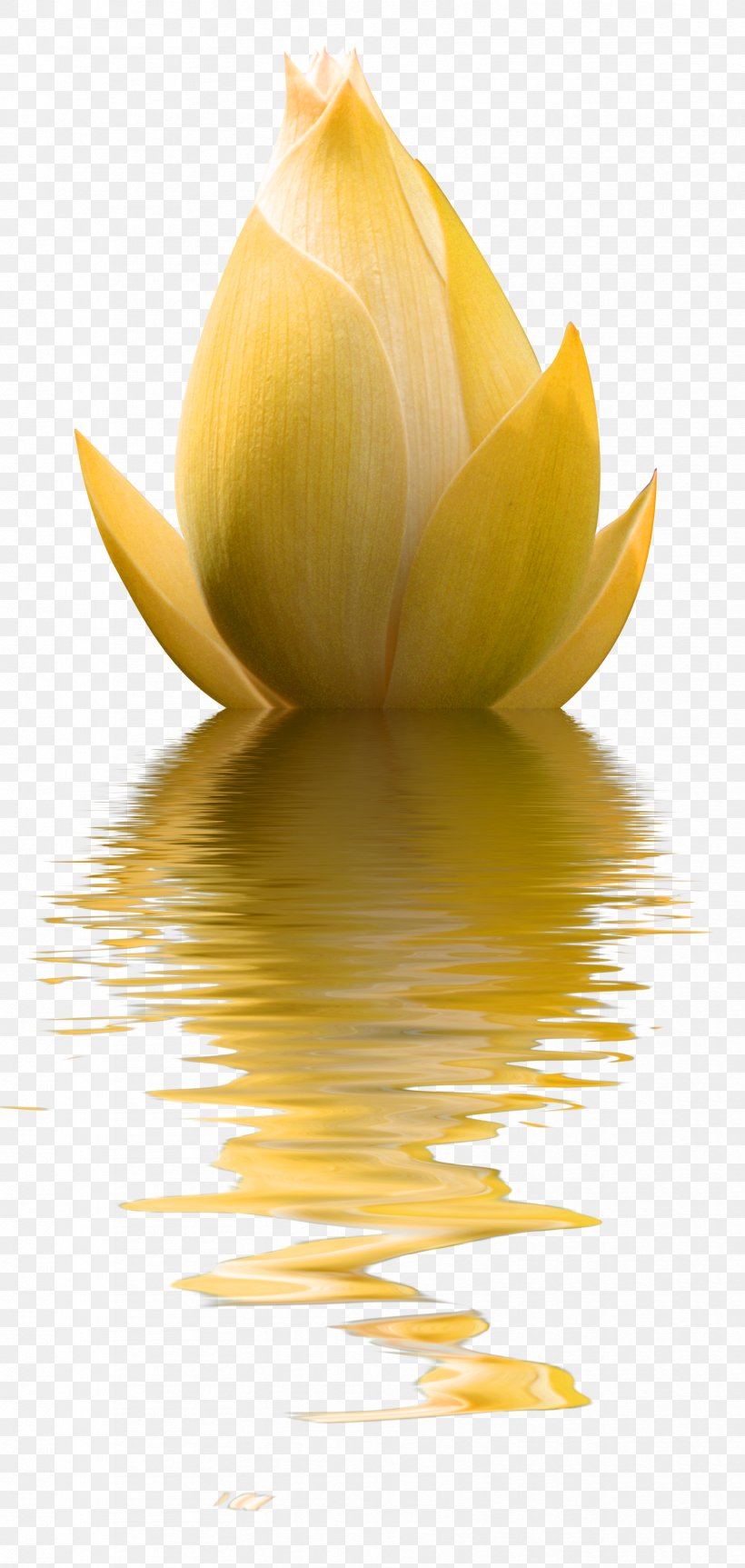 Flower Photography, PNG, 1672x3519px, Flower, Lotus, Painting, Petal, Photography Download Free