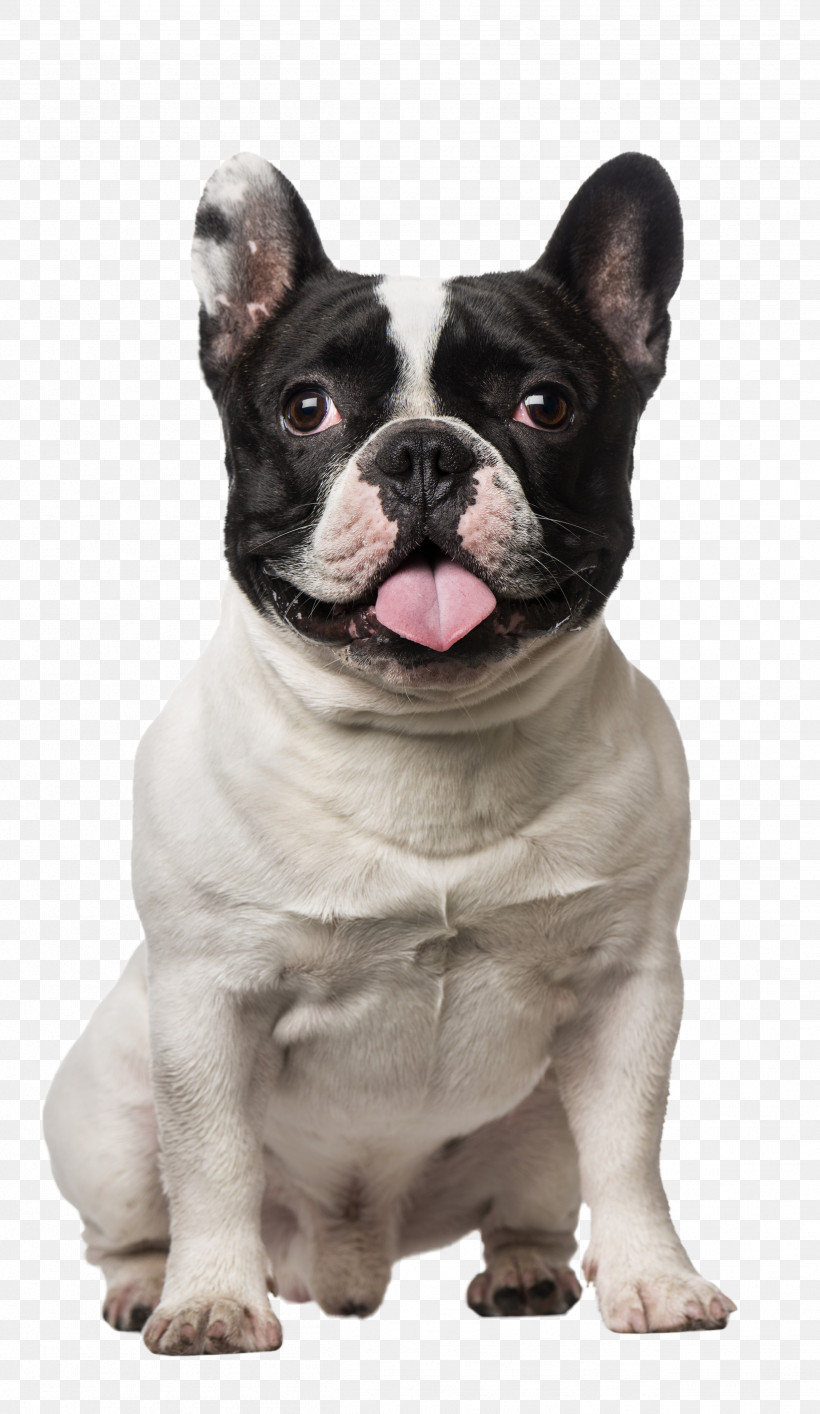 French Bulldog, PNG, 2513x4335px, Bulldog, American Pit Bull Terrier, Cat, Collar, Dog Download Free