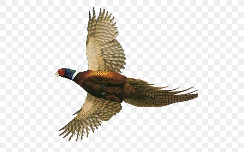 Pheasant Hawk Feather, PNG, 512x512px, Pheasant, Beak, Bird, Buzzard, Eagle Download Free