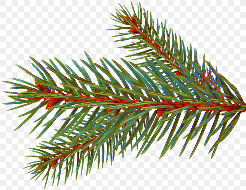 Shortleaf Black Spruce Columbian Spruce Balsam Fir Yellow Fir Colorado Spruce, PNG, 1200x928px, Shortleaf Black Spruce, American Larch, Balsam Fir, Branch, Canadian Fir Download Free
