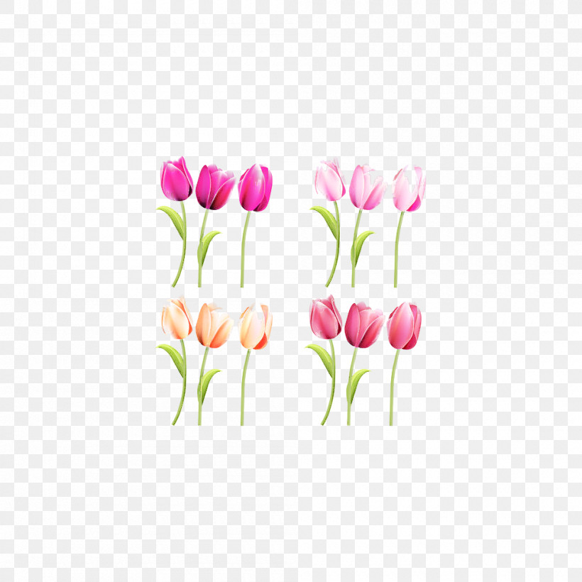 Tulip Flower Pink Plant Petal, PNG, 1000x1000px, Tulip, Bud, Cut Flowers, Flower, Lily Family Download Free